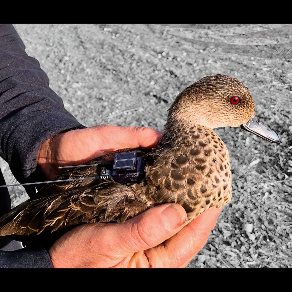 Tracking Victorian Game ducks